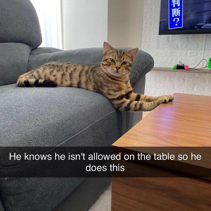 Funny-Cat-Jokes-Memes-Meow-Incorporated