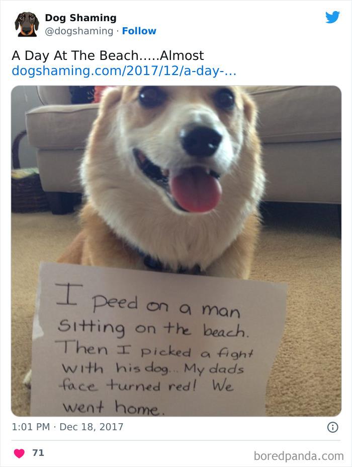 Funny-Dog-Shaming-Pics