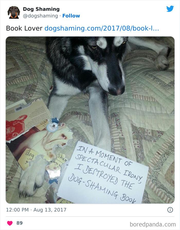 Funny-Dog-Shaming-Pics