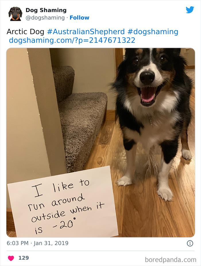 Funny-Dog-Shaming-Pics