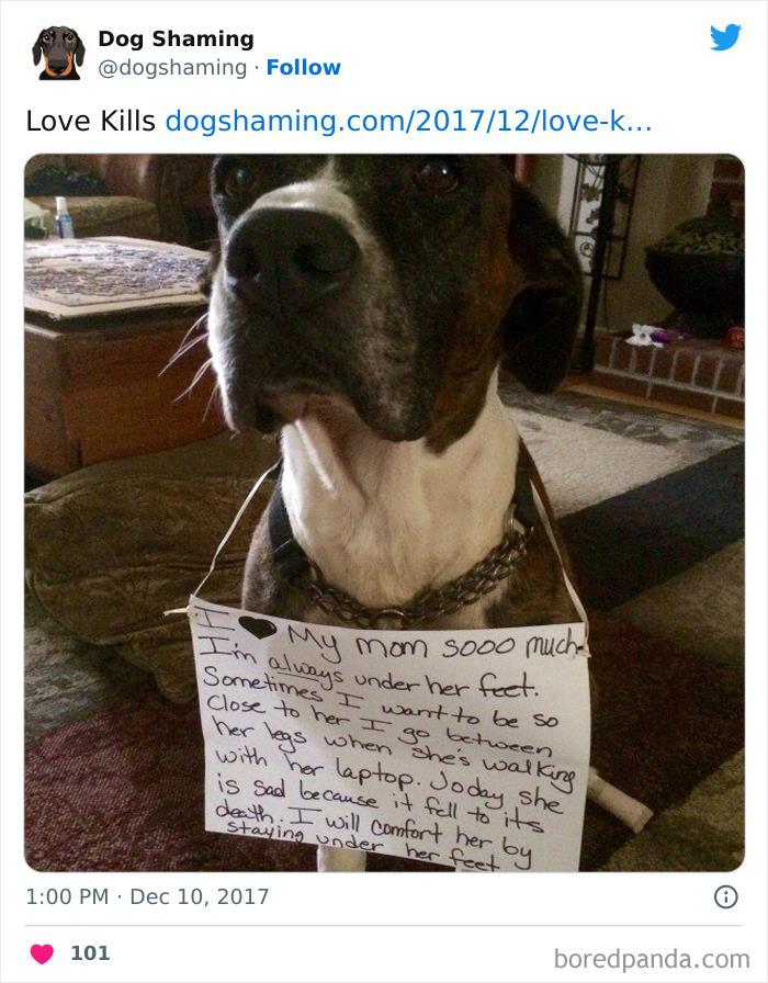 Funny-Dog-Shaming-Pics