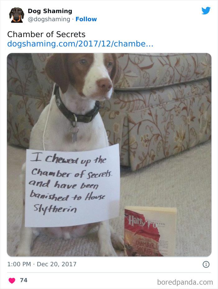 Funny-Dog-Shaming-Pics