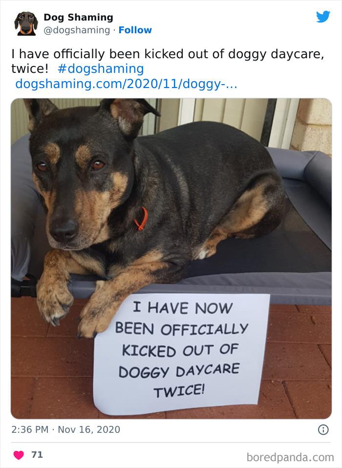 Funny-Dog-Shaming-Pics