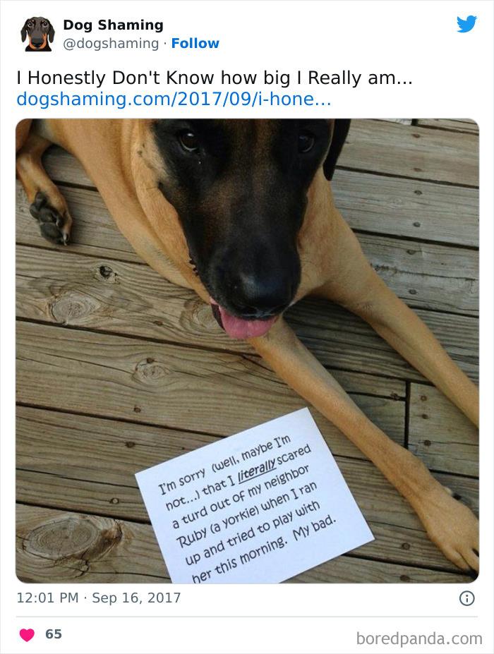 Funny-Dog-Shaming-Pics