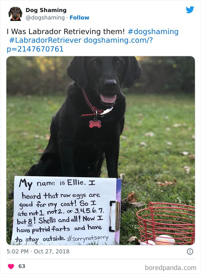 Funny-Dog-Shaming-Pics