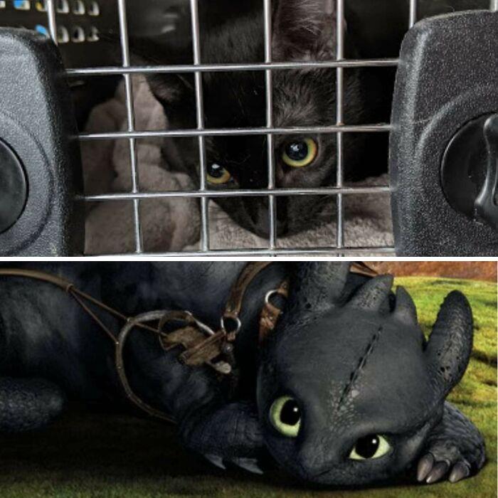 My Sister Told Me My Cat Looks Like Toothless, I Can See It
