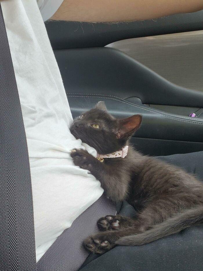 The Way My New Kitten Was Looking At My Husband On The Way Home