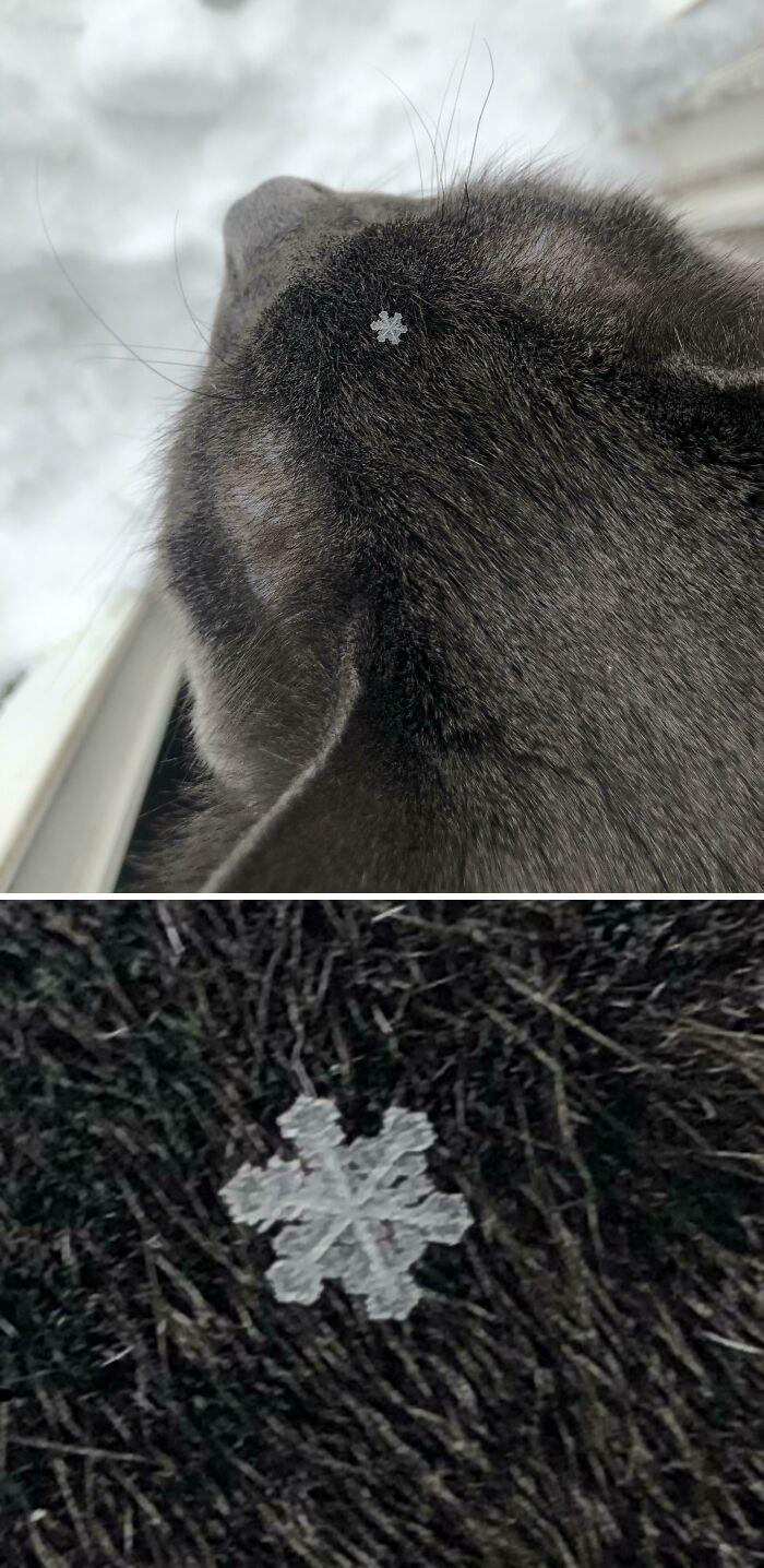 Ishmael Was Blessed With A Tiny Perfect Snowflake On His Forehead