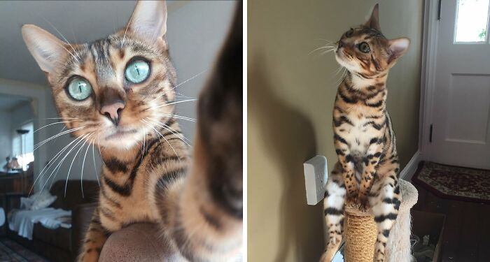 Feast Your Eyes On These Pictures Of Cute Bengal Cats