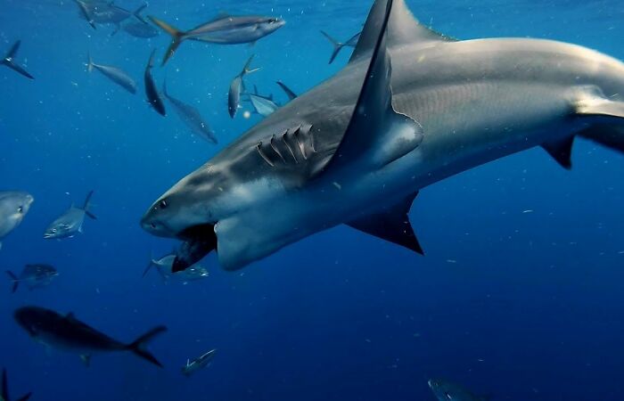 I Am An Underwater Enthusiast And Videographer, And Here Are Some Of The Closest Moments I Had With Apex Predators
