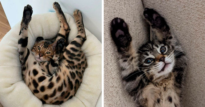 105 Cute Bengal Cats That Act Like Chilled-Out Leopards