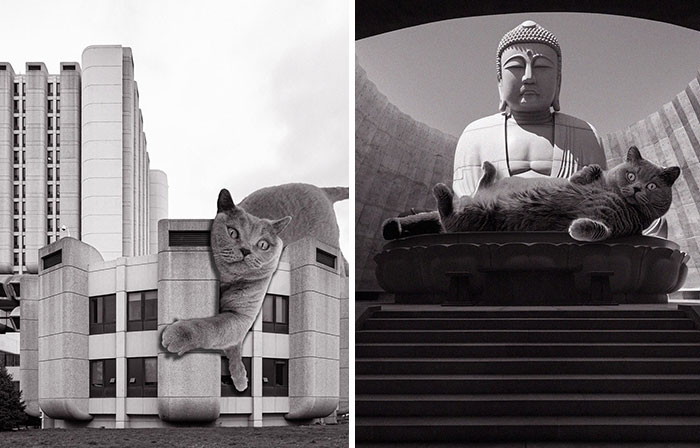 40 Best New Pics From “Cats Of Brutalism” For Anyone Who Appreciates Cats And Architecture