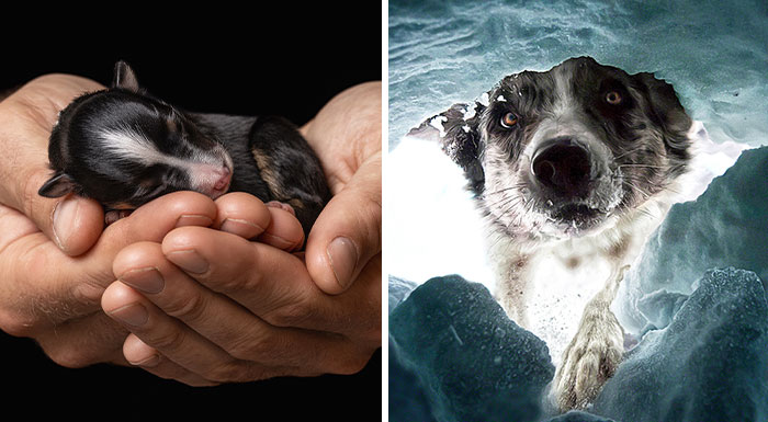 12 Of The Most Beautiful Shots, As Selected By The Dog Photographer Of The Year 2022 Awards