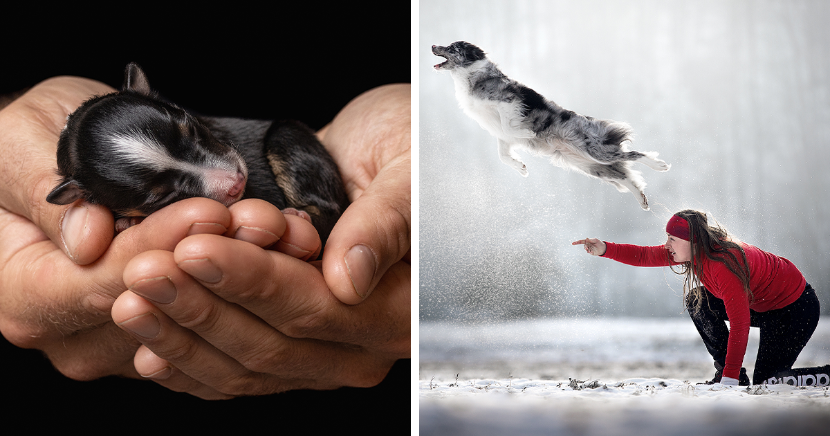 12 Of The Most Beautiful Shots, As Selected By The Dog Photographer Of ...