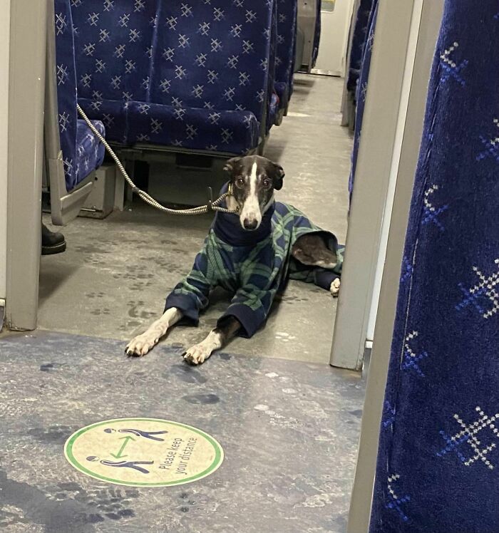 The Snazziest Gentleman Spotted On The Neilston To Glasgow Central Train This Evening. He Even Got Off The Train And Skipped Down The Platform With His Hooman. 1000% Best Boy!
