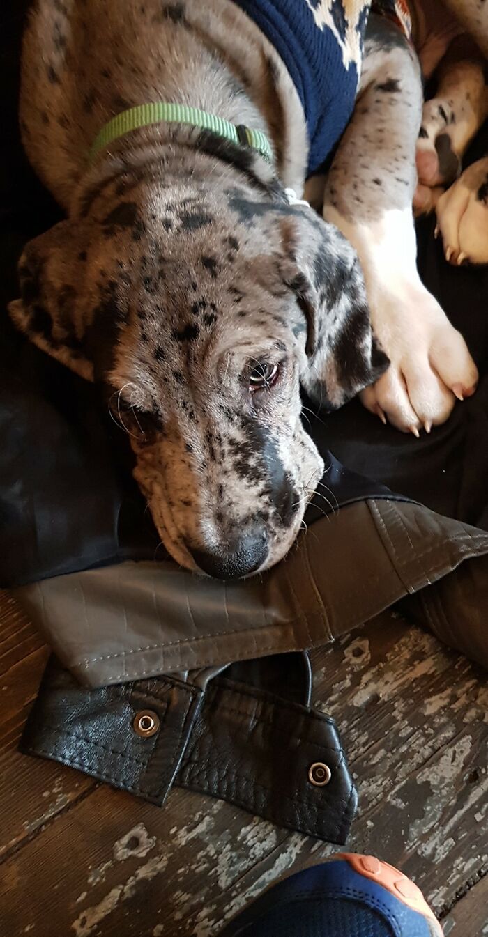 Met Roman The 12 Week Old Great Dane Puppy Today! He Was In The Cafe We Went To For Brunch After Our 9am Lecture And He Was Such A Sweetie