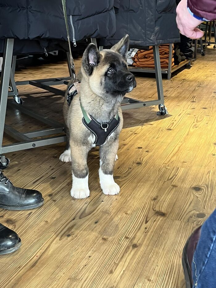 Almost Cried When I Met This Adorable 11 Week Old Akita Pup Today! He Was So Friendly & Soft!
