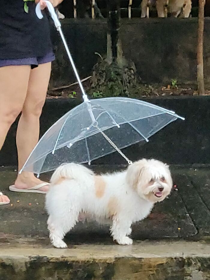 While My Partner Was Driving Me Home, He Suddenly Rolled Down His Window And Said, "You Have To Take A Photo Of This"--Which Turned Out To Be This Little Guy Enjoying His Rainy Day Walk