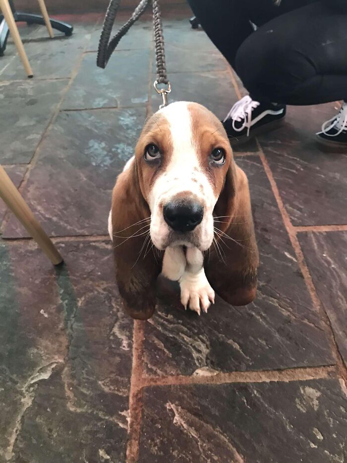 12 Week Old Walter! I Wonder If He Will Ever Grow Into His Lovely Floppy Ears