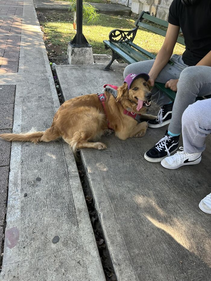 Spotted This Good Boi In Merida, Mexico!
