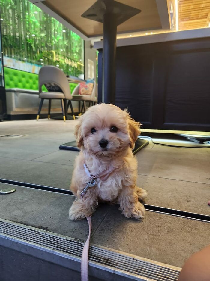 The Best Decision I've Made Today Was Walking Into A Random Cafe To Buy Ice Cream Because I Managed To Also Snag A Spot Next To This Floofy Tiny Boi Named Noodle