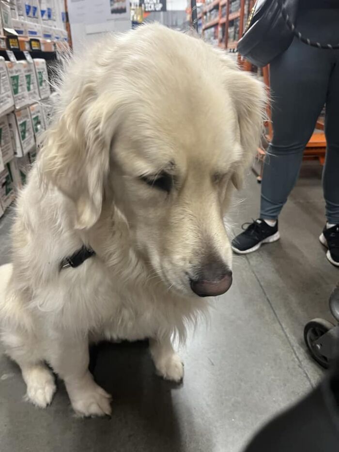 Meet Mossimo. Met This Camera Shy Boy At Home Depot Tonight. When I Put It Down He Was All Kisses
