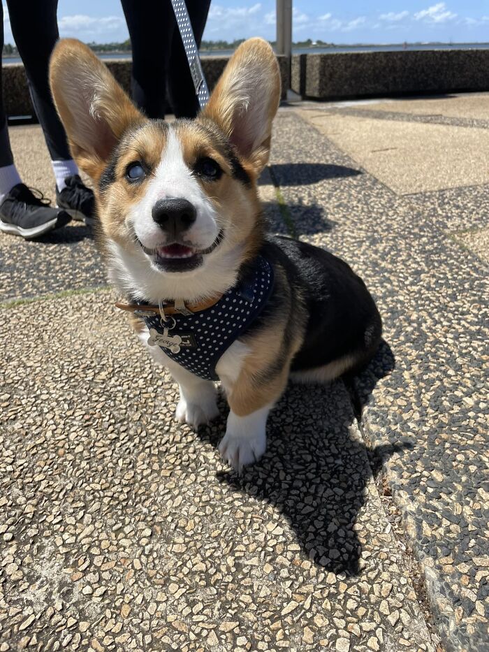 Walking Around Newcastle Australia, All Of A Sudden This Gorgeous Loaf Named George Prances My Way- I Squealed And Got Kisses. He’s Blind In One Eye But It Doesn’t Make Him Any Less Cuter (If Not Much Cuter Tbh)