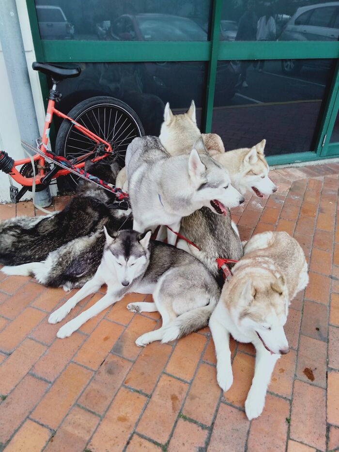 Spotted Outside Countdown In Dunedin, New Zealand. There Were Seven Of Them Altogether - There's One Hiding Somewhere In The Middle!