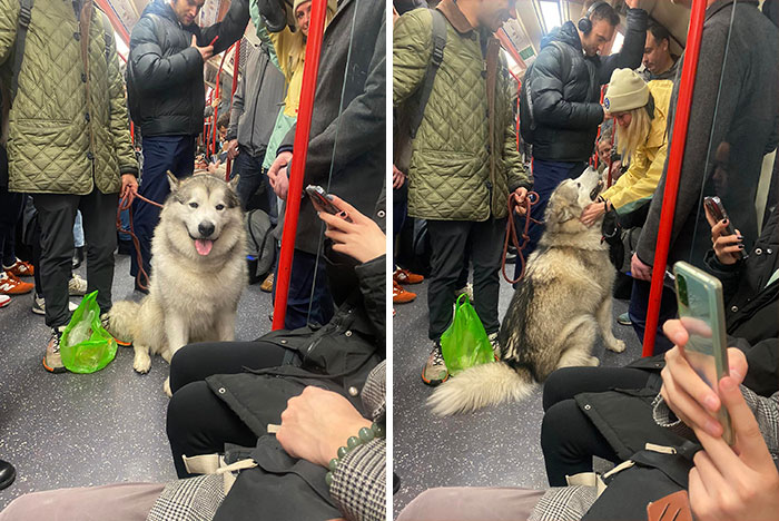 Floof On The Tube Loving All The Attention