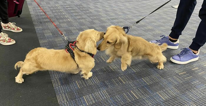 Visto ayer en el aeropuerto de Dulles: primero un perro salchicha de pelo largo Butterscotch y, un minuto después, otro. "¿Son hermanos?" Pregunté. "¡No!" Dijo uno de los dueños. "¡Somos desconocidos!" ¡Qué adorable coincidencia!