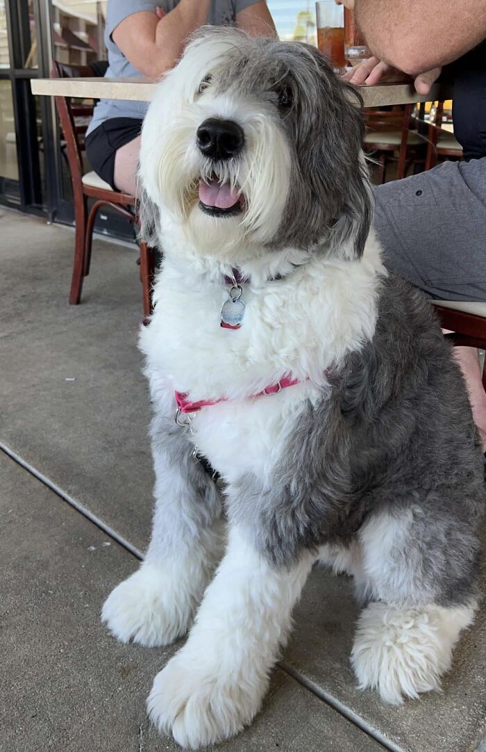 Spotted This Beautiful Girl Zoey, At A Cafe Today. She Let Me Pet Her And I Got Some Kisses, Just The Sweetest Girl