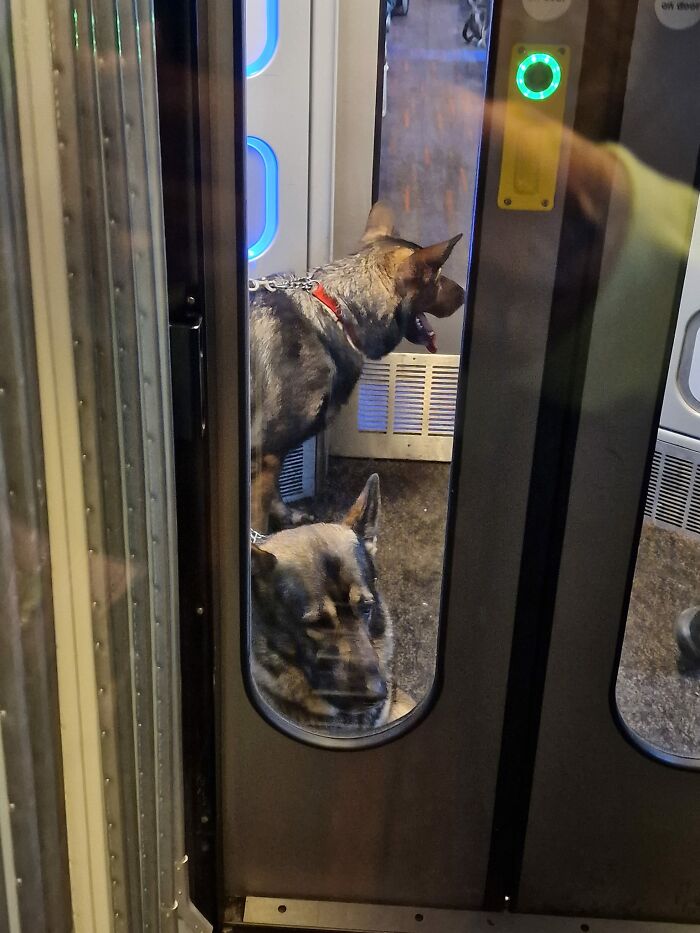Two Gorgeous Doggos Peeping At Our Bear On The Train