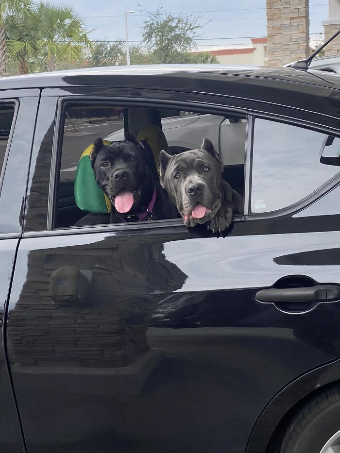These Well Behaved Big Bois Waited Patiently While Their Dad Filled Up The Tank In Bradenton Florida