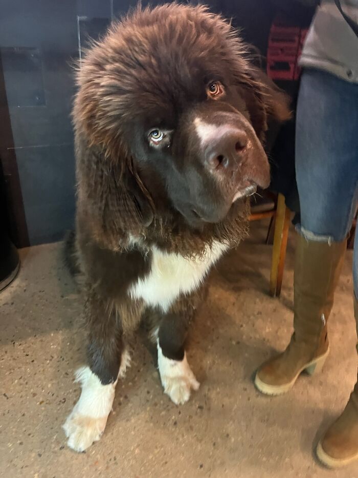 Conocí a este esponjoso perrete de 45 kilos en una cervecería de Englewood, Colorado