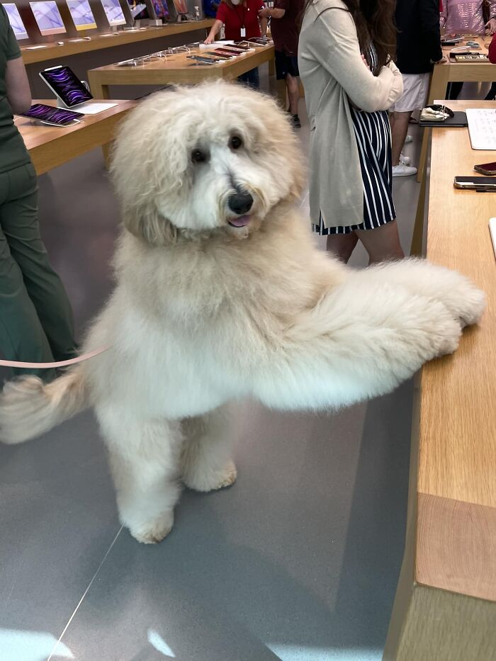 Ms. Bear, Patiently Waiting For Assistance At The Apple Store Her Dad Said She’s A Goldendoodle And They Get Stopped All The Time For Pets+lovins