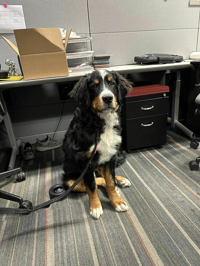 Newest Co-Worker, Fred! He’s Only 6 Months Old But I Think He’s Worthy Of Being Promoted To Dog II