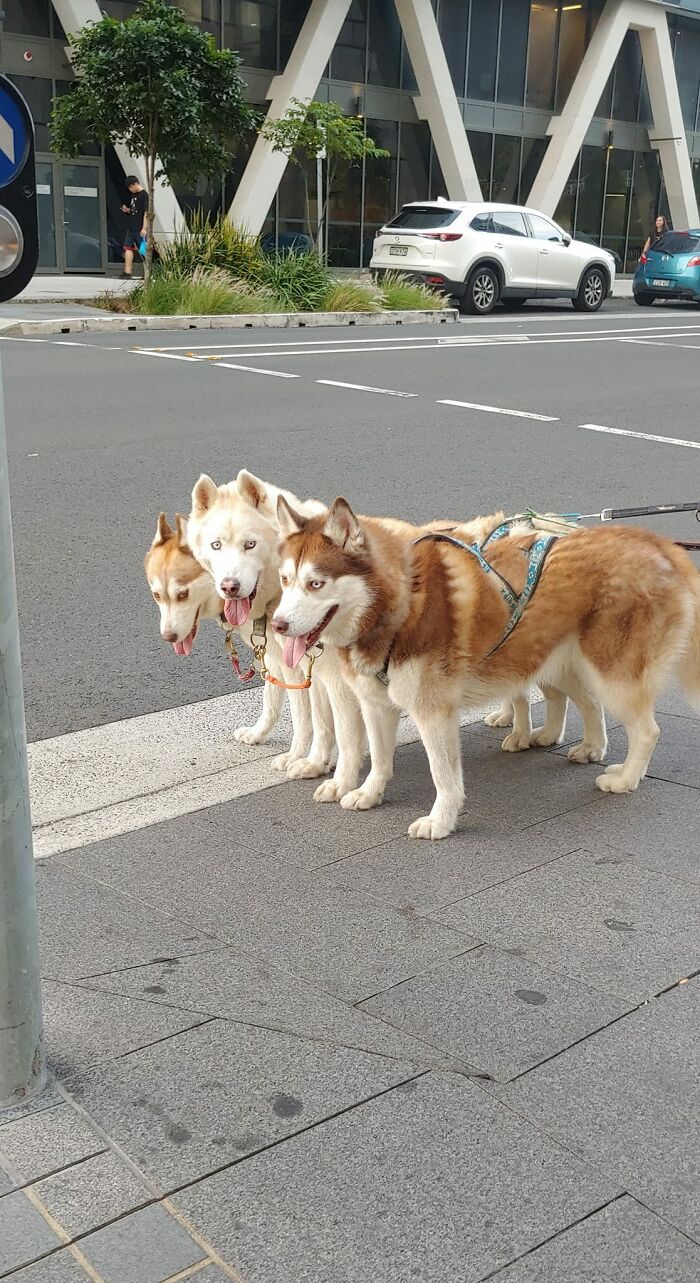 Met These Three Well Trained Screamy Bois, Their Dad Has Rescued Eight Huskies In Total