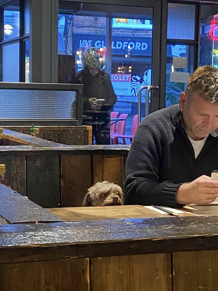 Good Boy Waiting For His Pho
