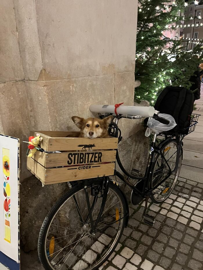 Was Walking Through The Christmas Markets In Salzburg, Austria And Saw This Little Guy Napping In The Basket. When I Asked His Dad If I Could Take A Photo, He Said “Otto, Smile!” And He Perked His Little Head Up For The Photo Op