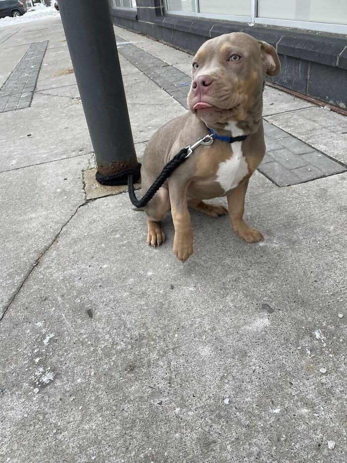 Spotted This Precious Baby Outside My Local Liquor Store The Other Day. He Was So Sweet