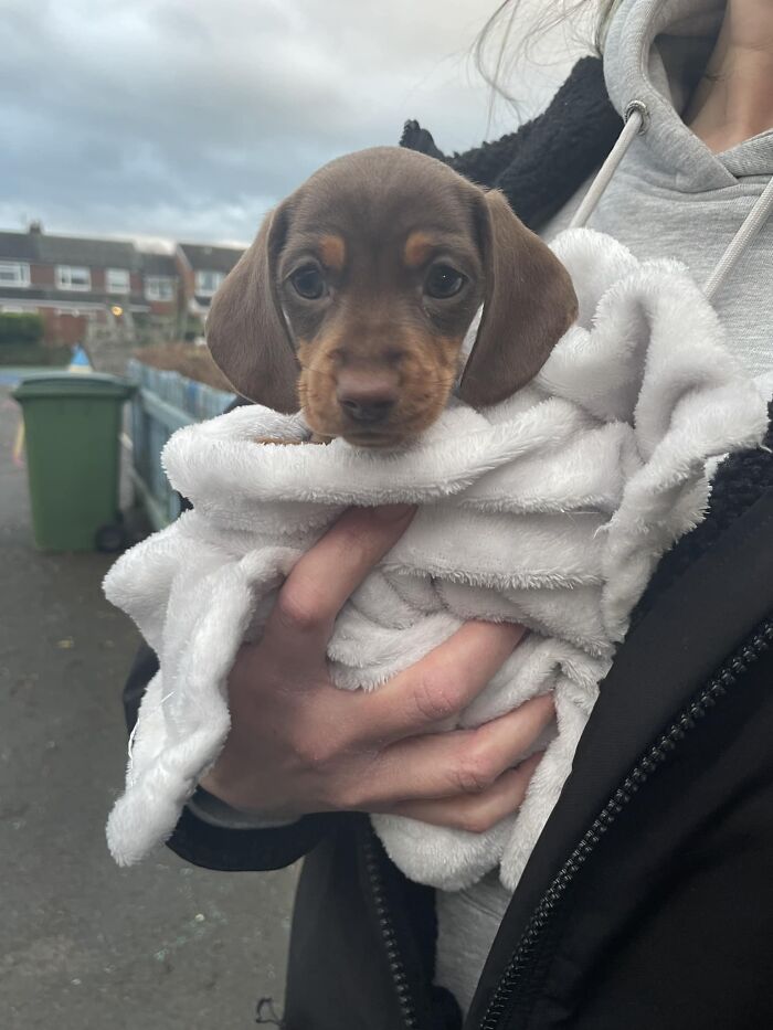 Teeny Tiny 8 Week Old Miniature Dachshund “Maggie” Doing A Playground Visit At School Pickup Today. Too Cute