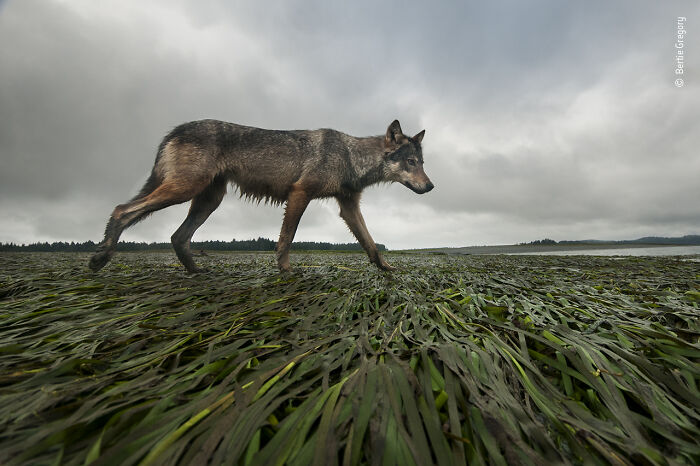 "Coastline Wolf" By Bertie Gregory