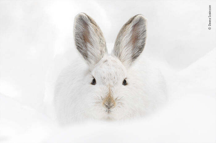 "Snowshoe Hare Stare" By Deena Sveinsson