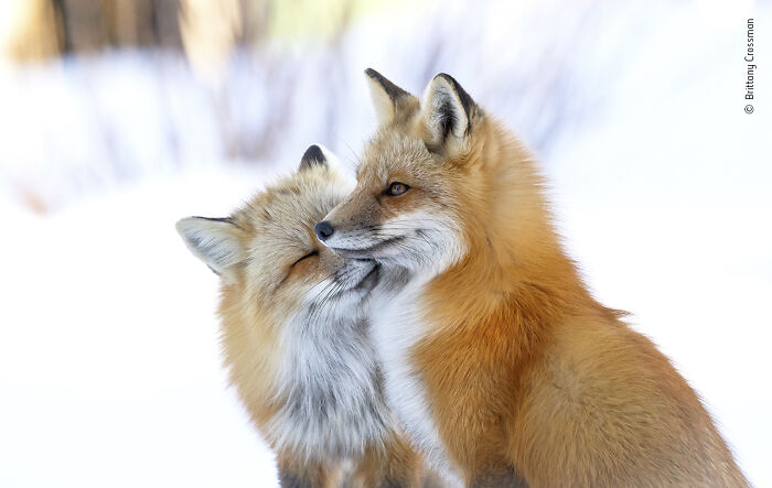 "Fox Affection" By Brittany Crossman