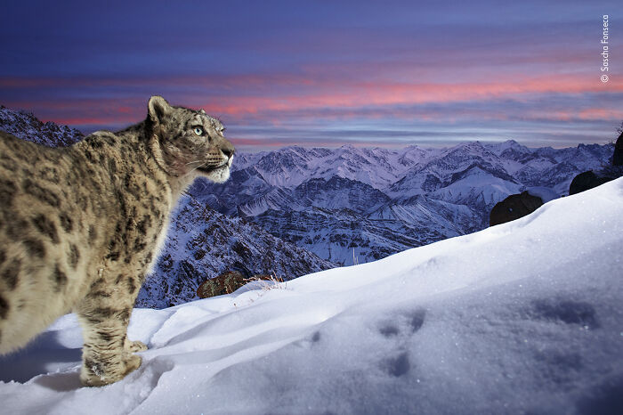 "World Of The Snow Leopard" By Sascha Fonseca