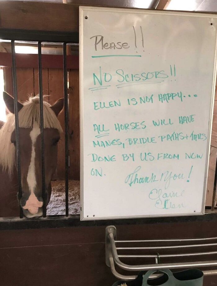 My Dad Got In Trouble At The Barn For Cutting A Horses Hair And Everyone's Pissed Off. I Felt Bad For Him Until I Got This Picture From My Mother
