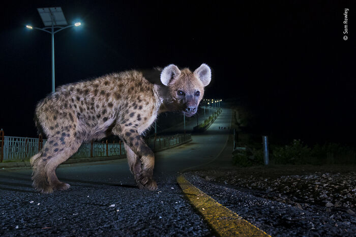 "Hyena Highway" By Sam Rowley