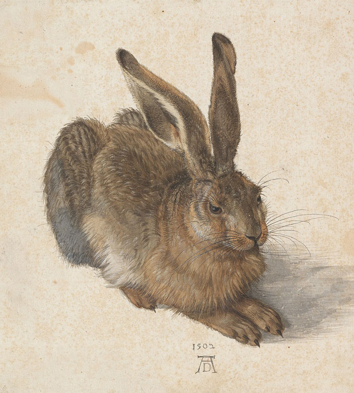 Young Hare By Albrecht Dürer