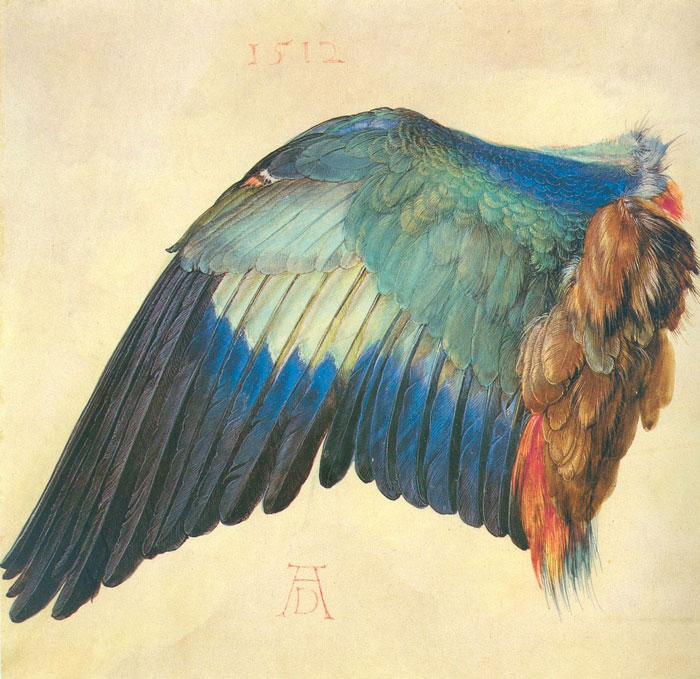 Wing Of A European Roller By Albrecht Dürer
