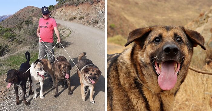 We Took 140 Dogs For A Walk During Christmas At The Adana Dog Rescue Center